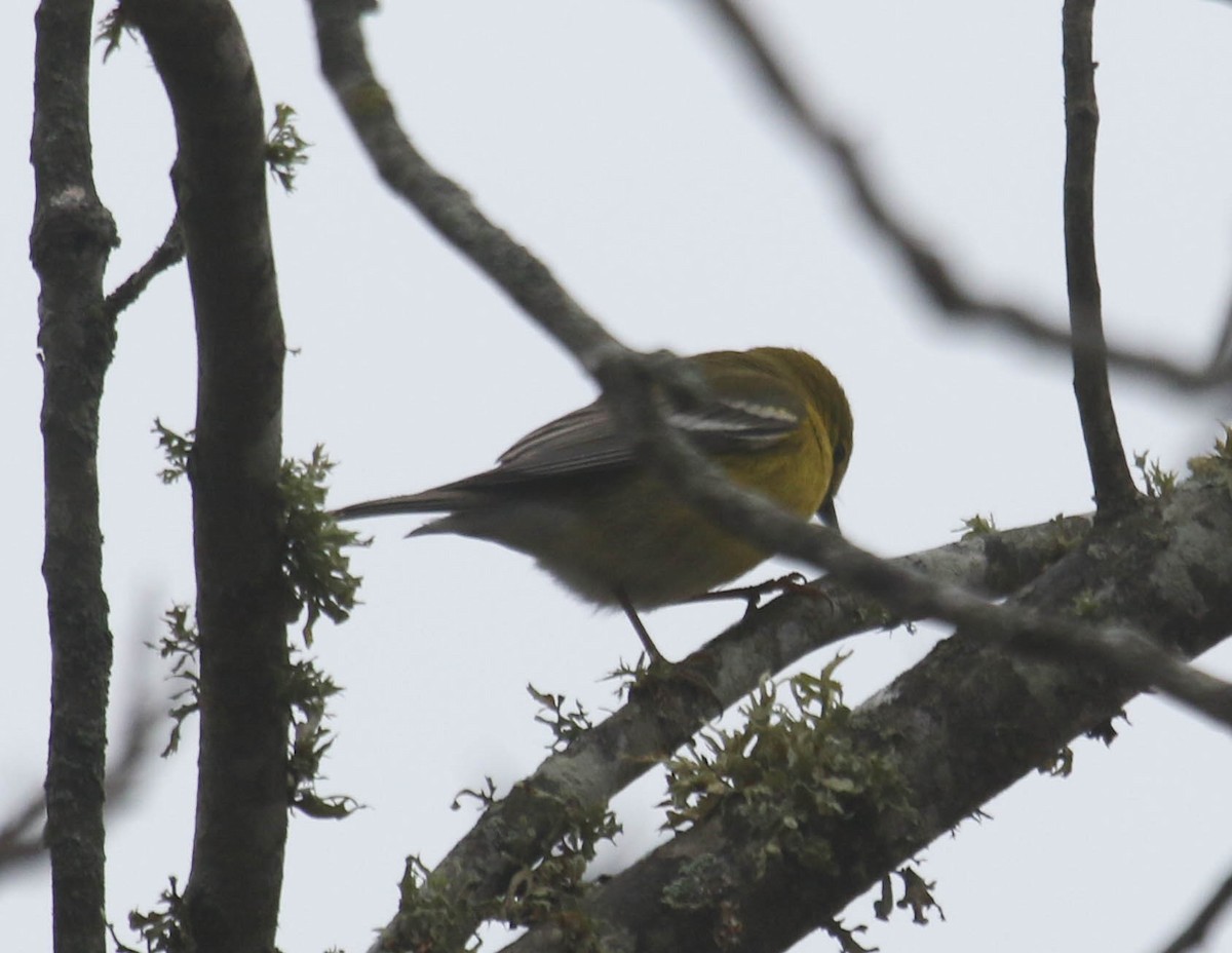 Pine Warbler - ML318632291