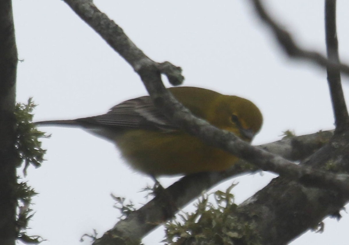 Pine Warbler - ML318632311