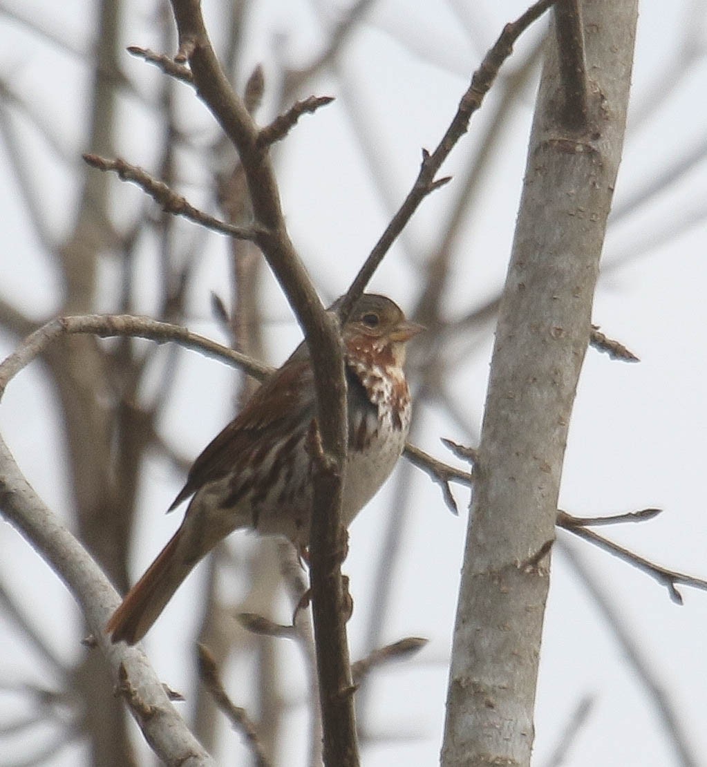 Fox Sparrow - ML318632401