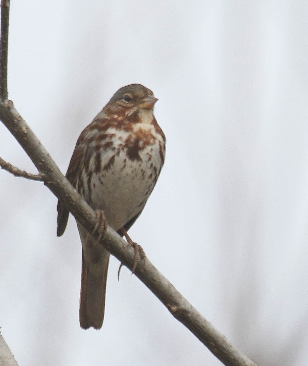 Fox Sparrow - ML318632411