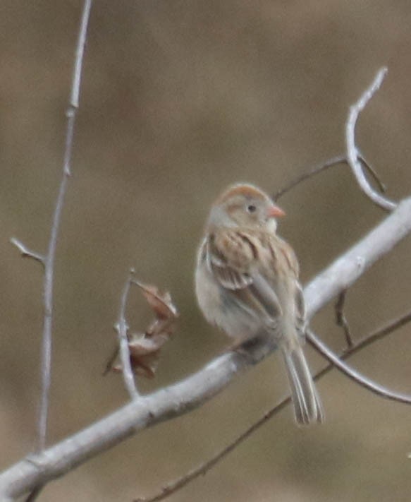 Field Sparrow - ML318632931