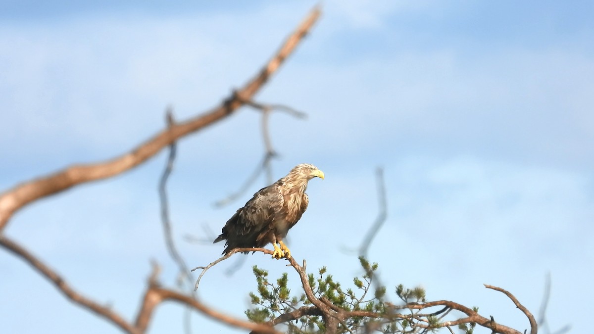 White-tailed Eagle - Francesco Barberini