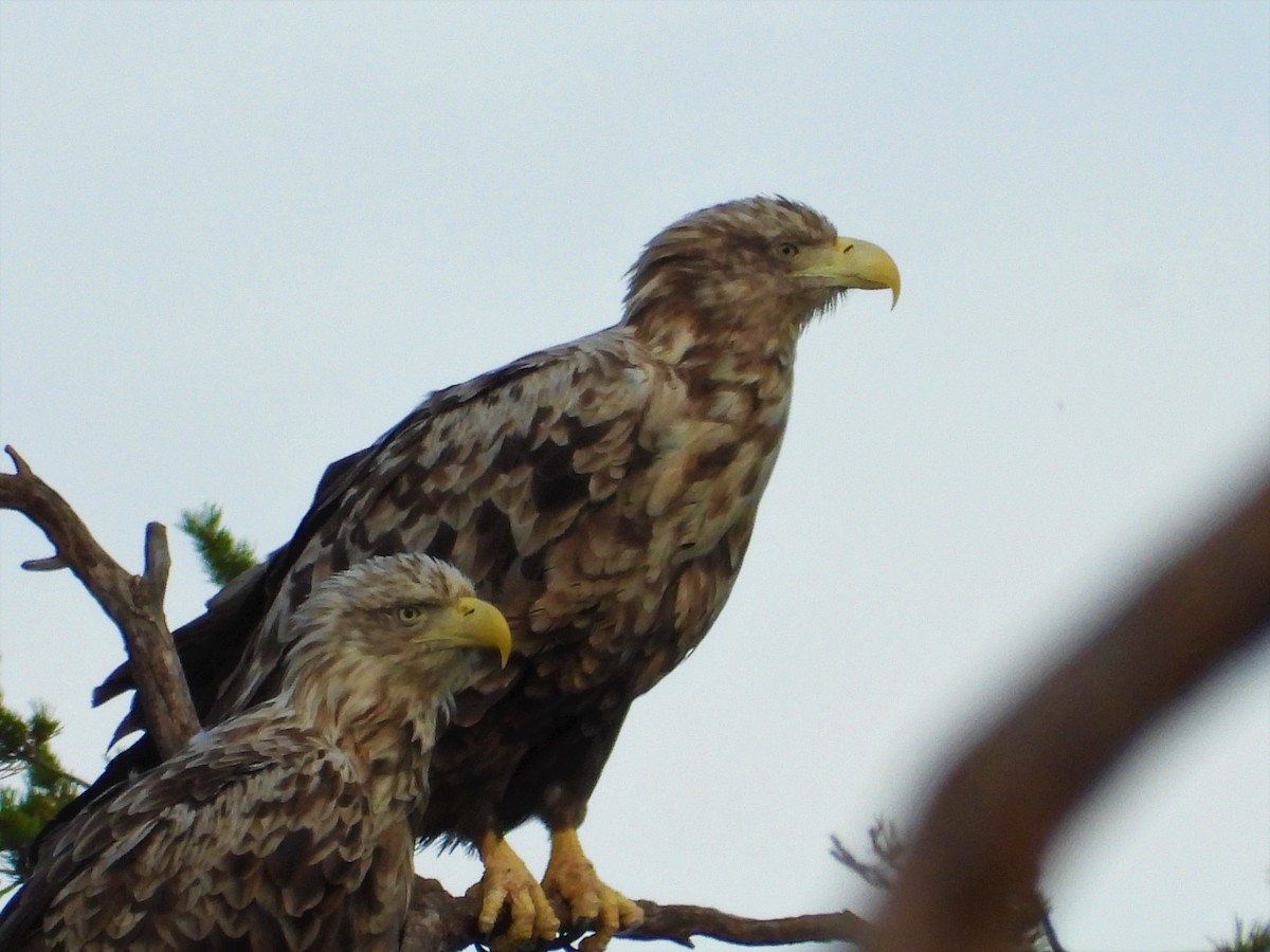 White-tailed Eagle - Francesco Barberini