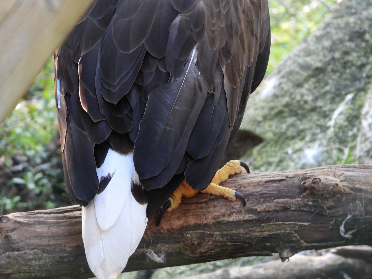 White-tailed Eagle - Francesco Barberini