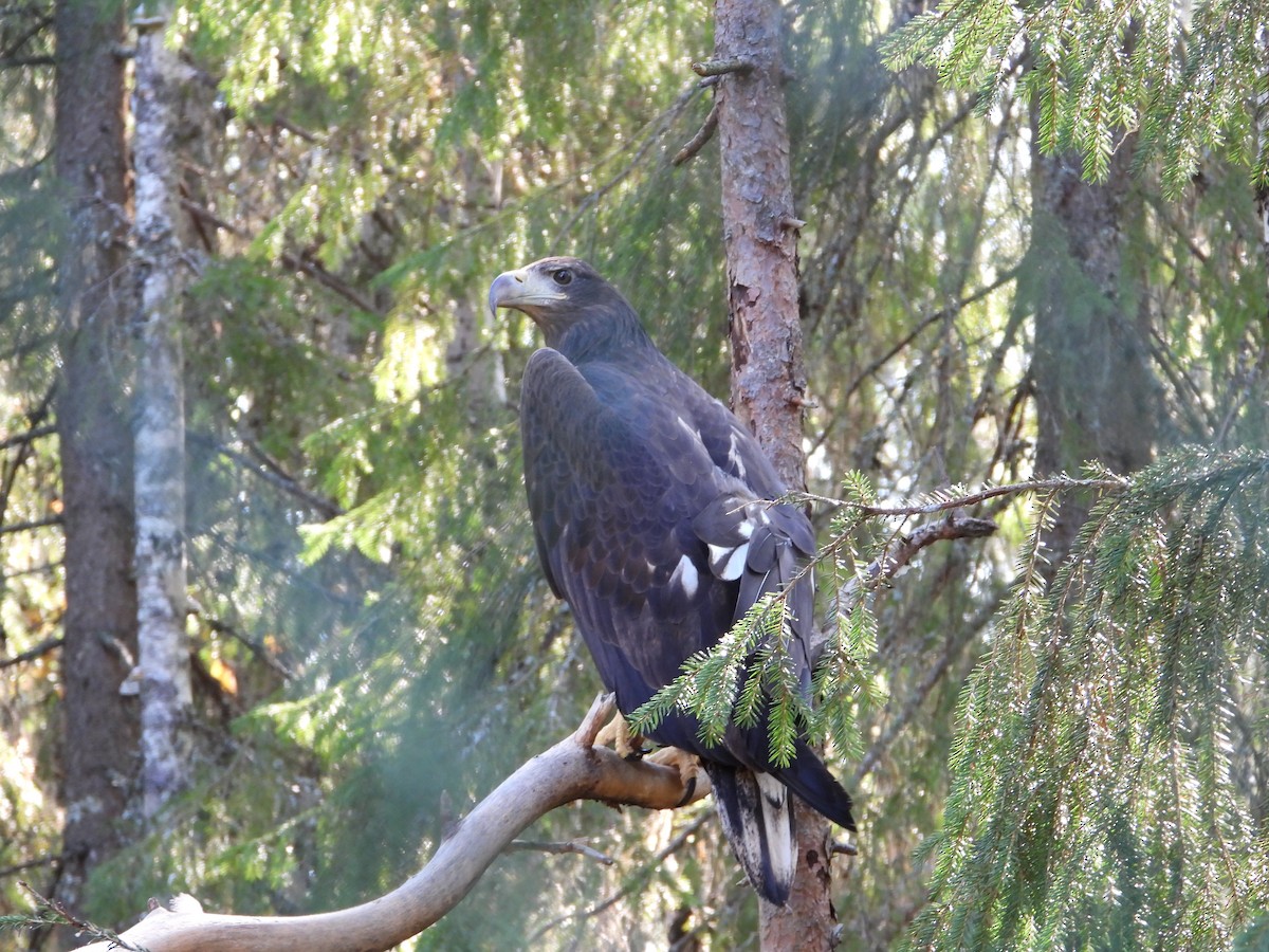 White-tailed Eagle - Francesco Barberini