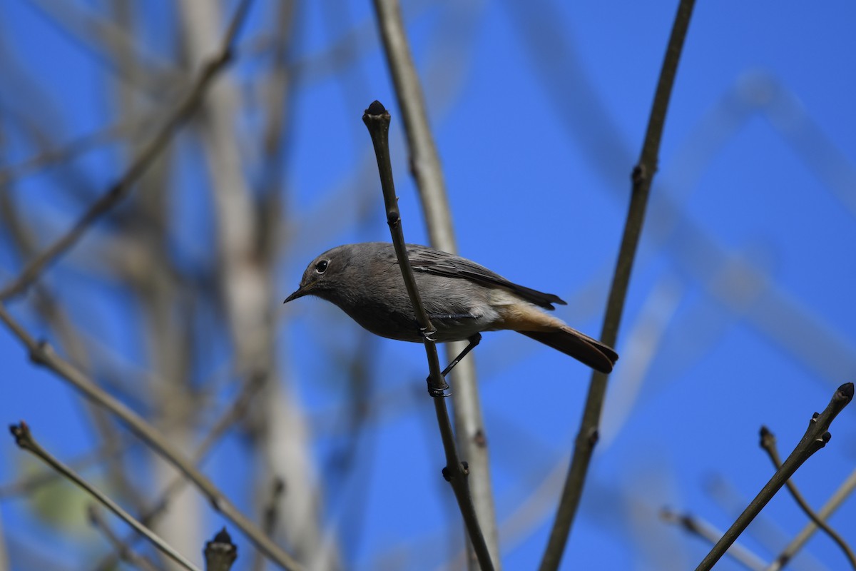 Black Redstart - ML318635271