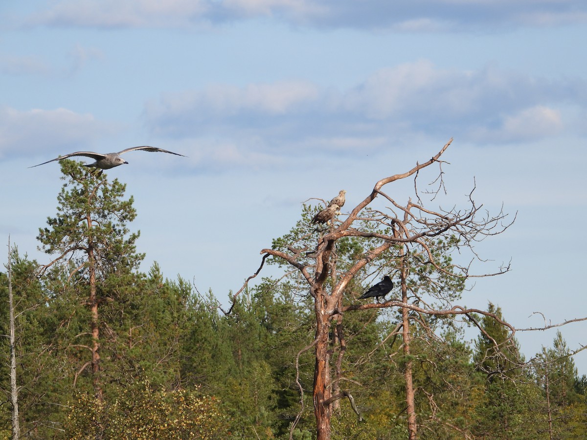 White-tailed Eagle - Francesco Barberini