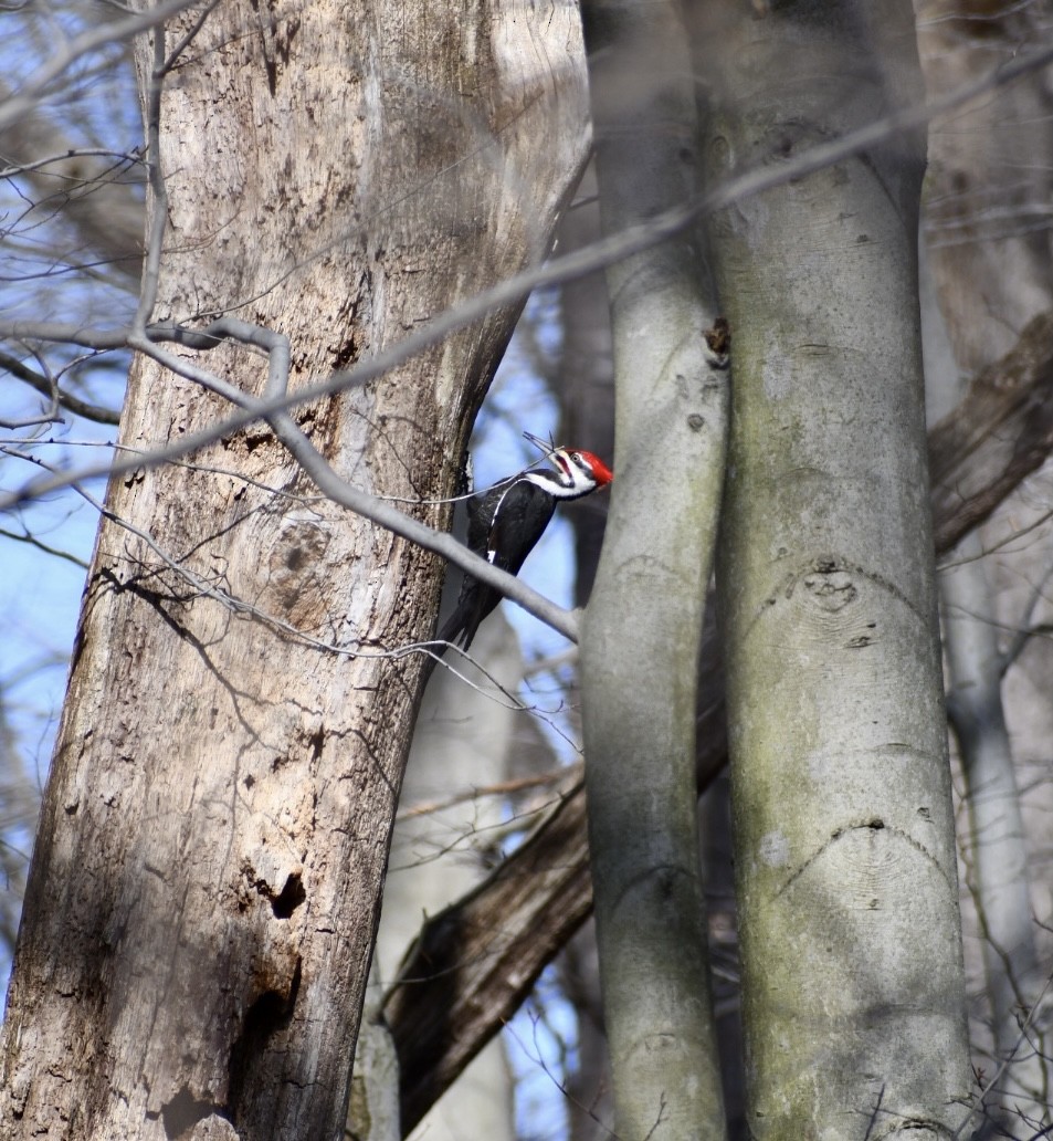 Pileated Woodpecker - ML318637141