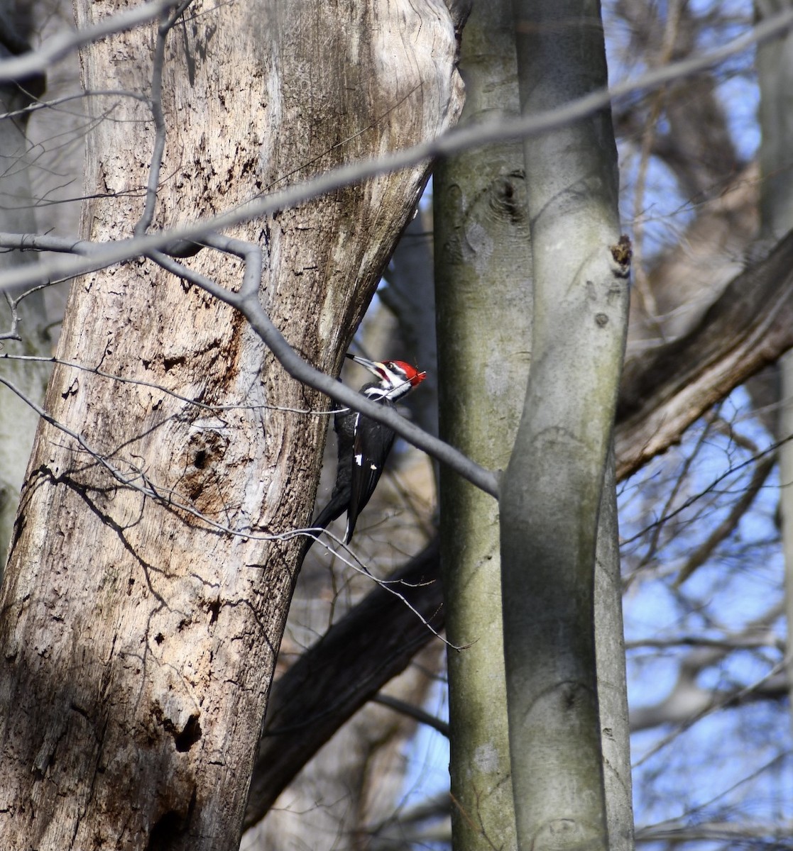 Pileated Woodpecker - ML318637161