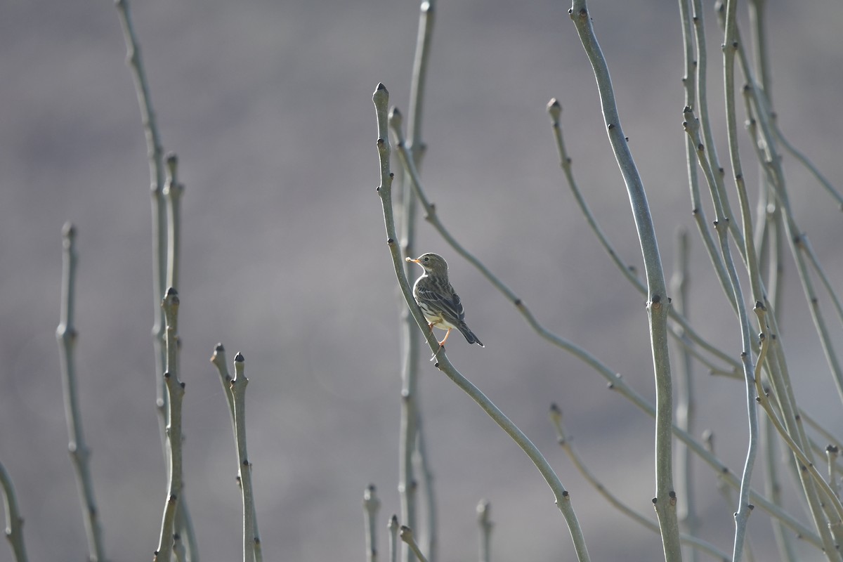 Meadow Pipit - ML318637181