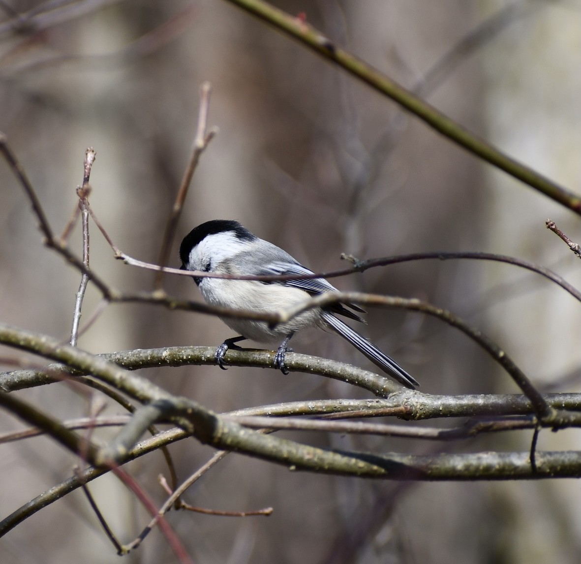 Black-capped Chickadee - ML318637281