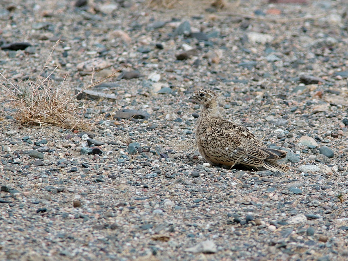 Pallas's Sandgrouse - ML318637311