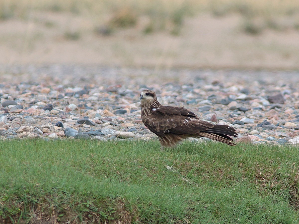 Black Kite (Black-eared) - ML318637451