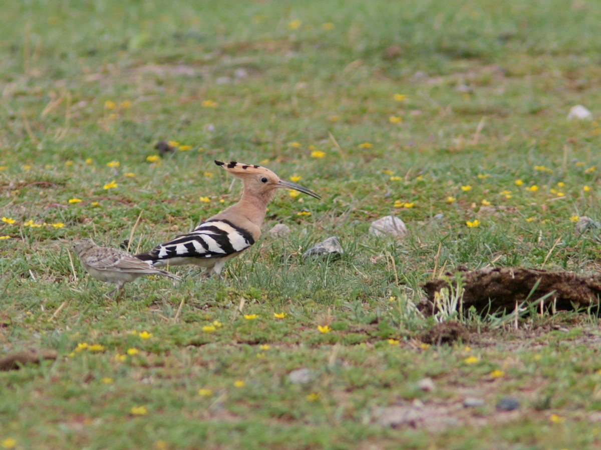 Eurasian Hoopoe - ML318637551