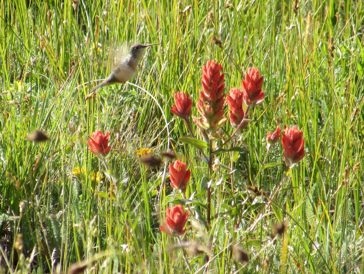 Broad-tailed Hummingbird - ML31863771