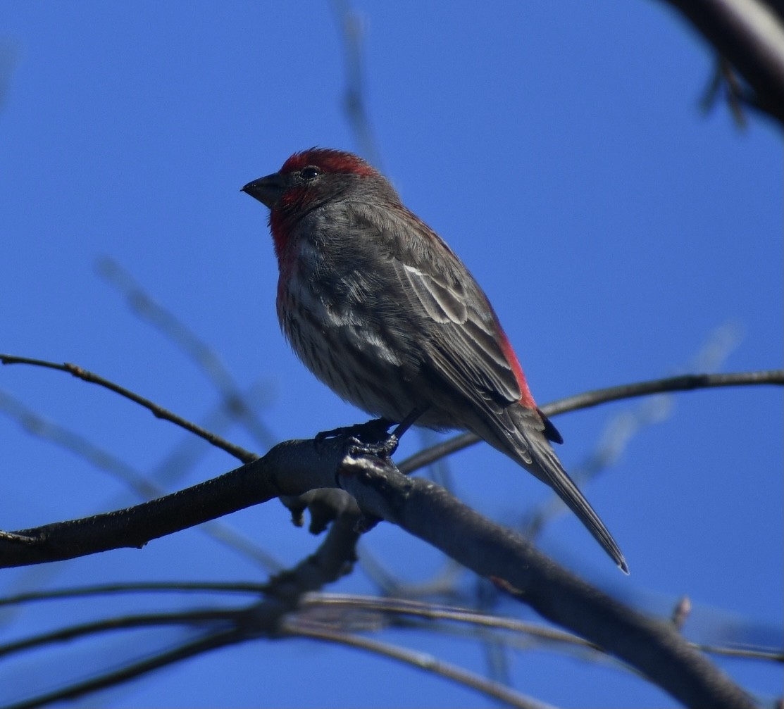 House Finch - ML318637991