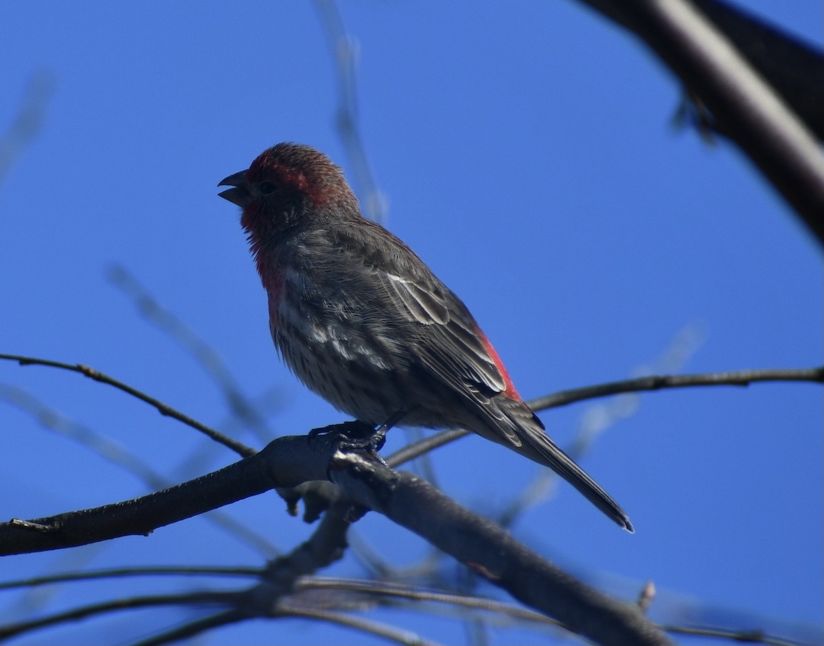House Finch - ML318638001