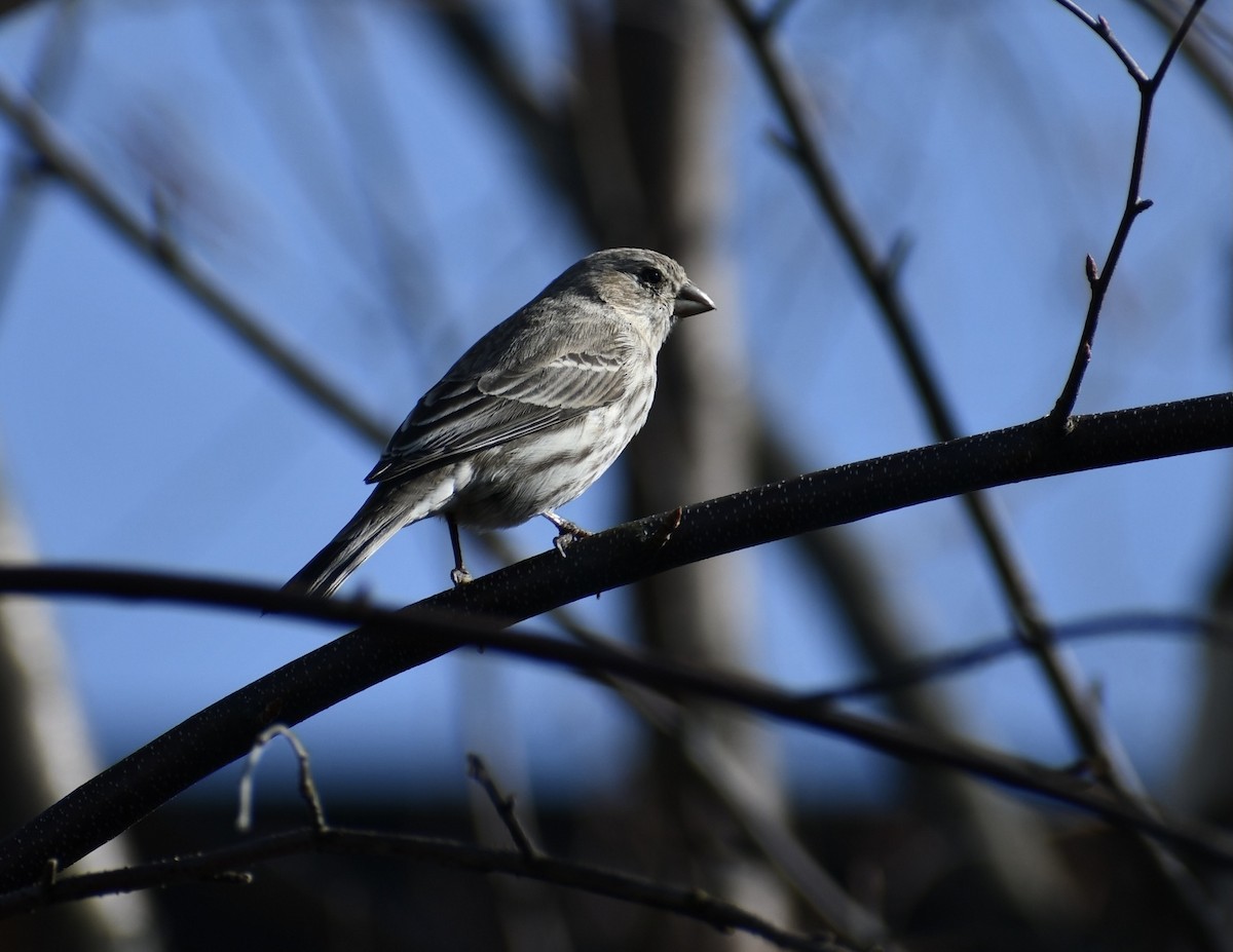 House Finch - ML318638011