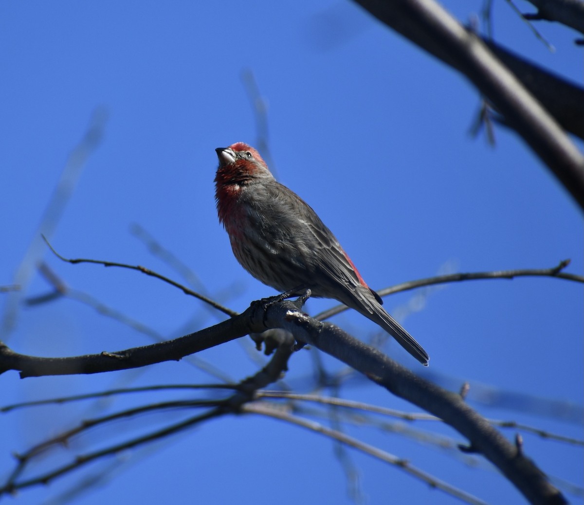 House Finch - ML318638021
