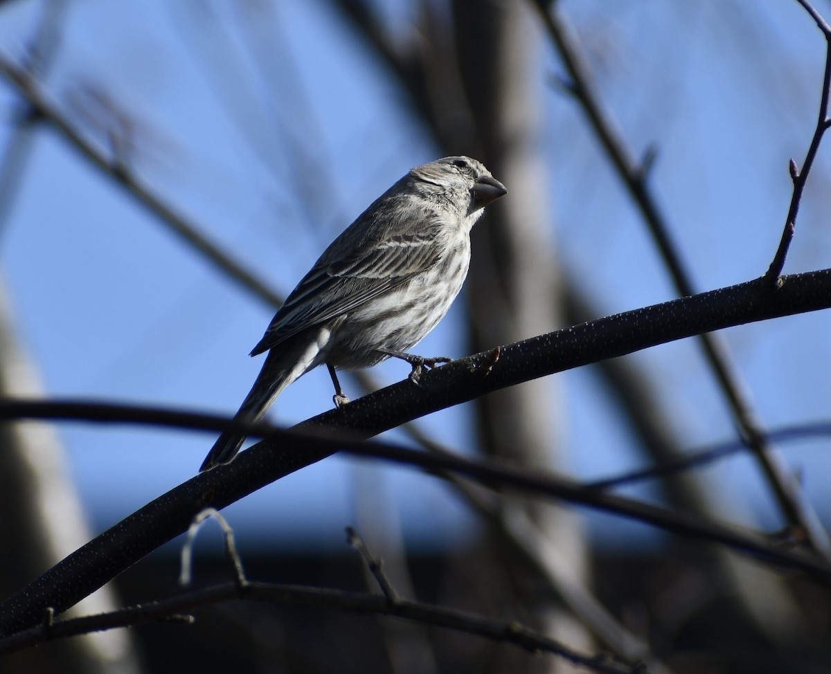 House Finch - ML318638031