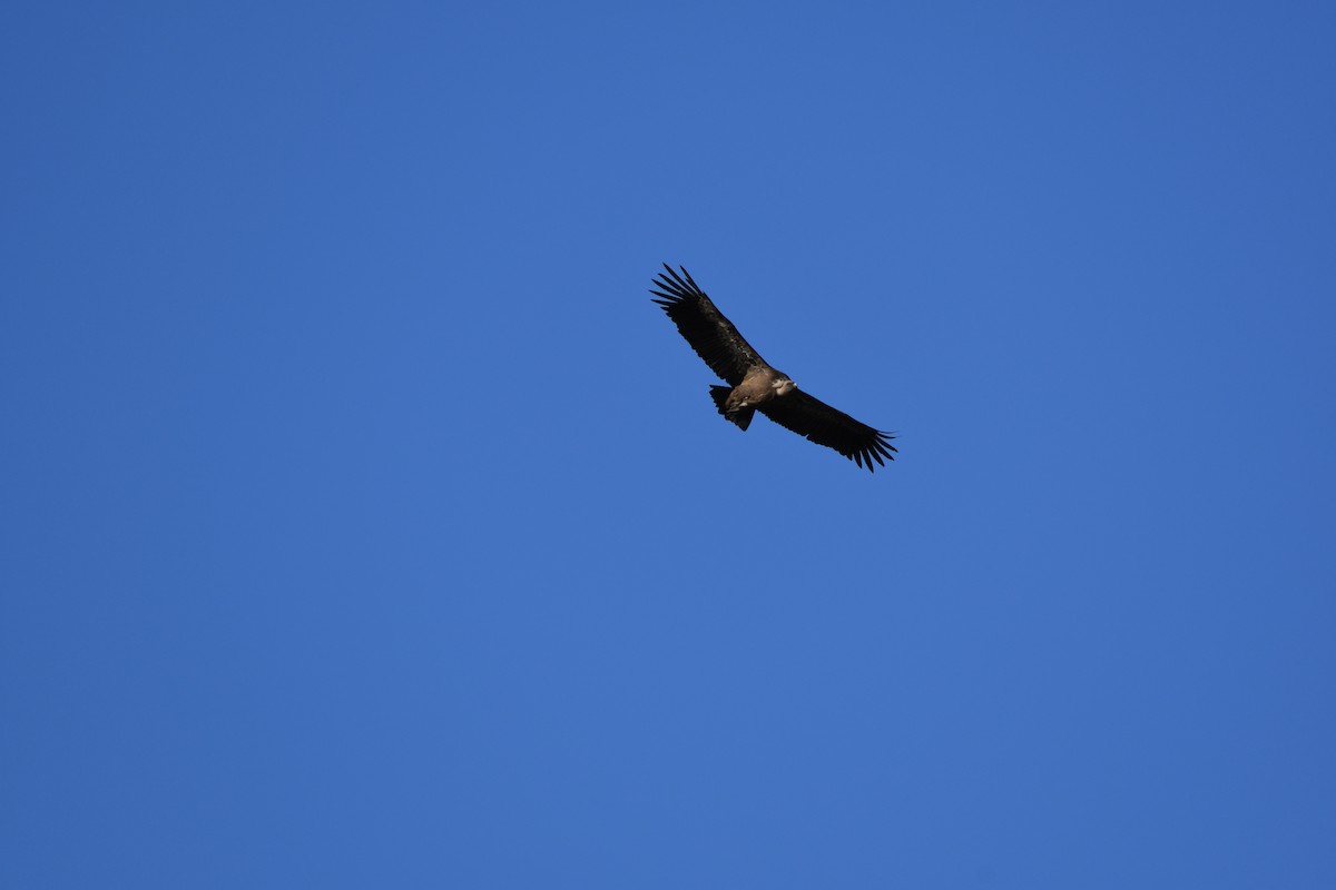 Eurasian Griffon - ML318639181