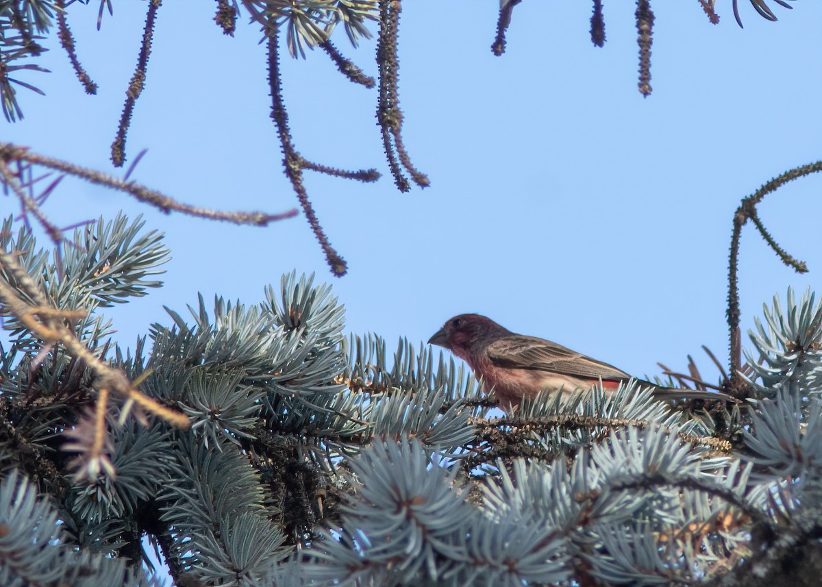 husrosenfink - ML318639471