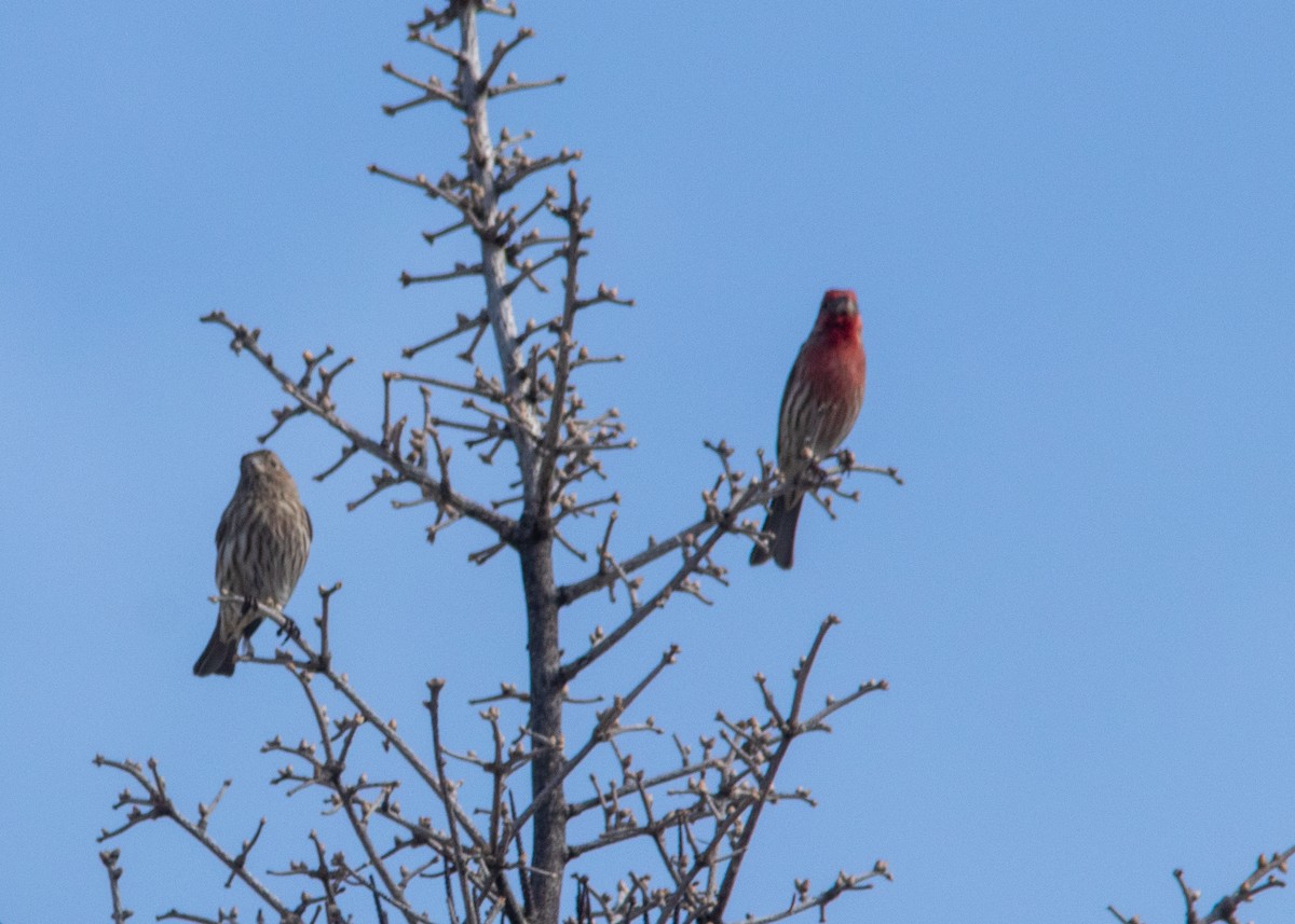 husrosenfink - ML318639491