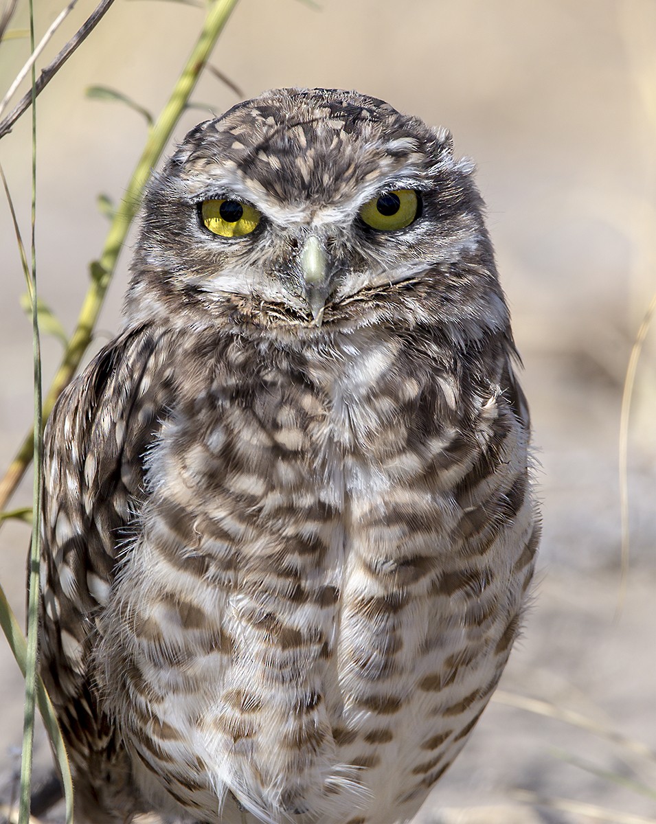 Burrowing Owl - Williams Daniel Nuñez