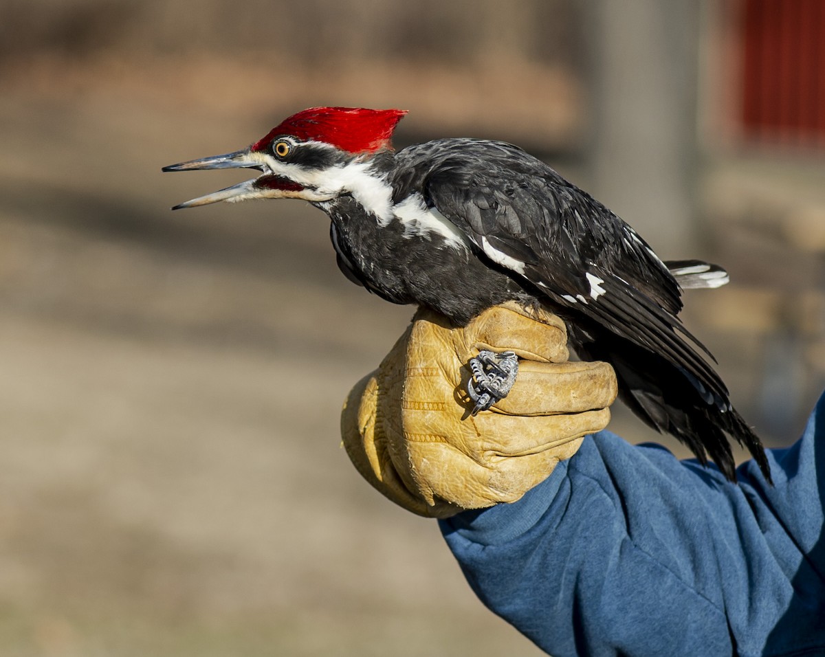 Pileated Woodpecker - ML318640041