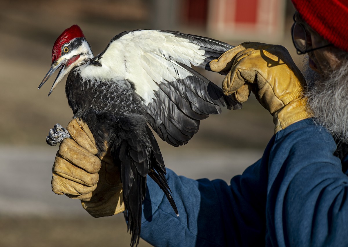 Pileated Woodpecker - ML318640141