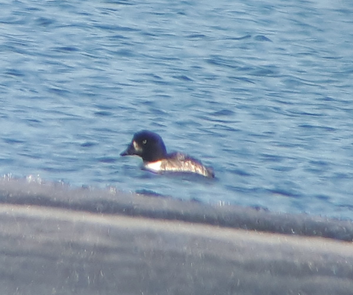 Barrow's Goldeneye - ML318640521