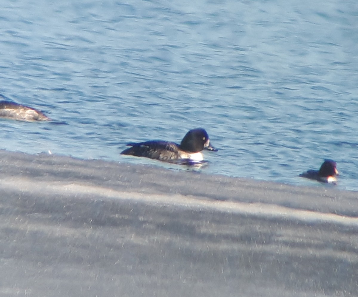 Barrow's Goldeneye - ML318640531