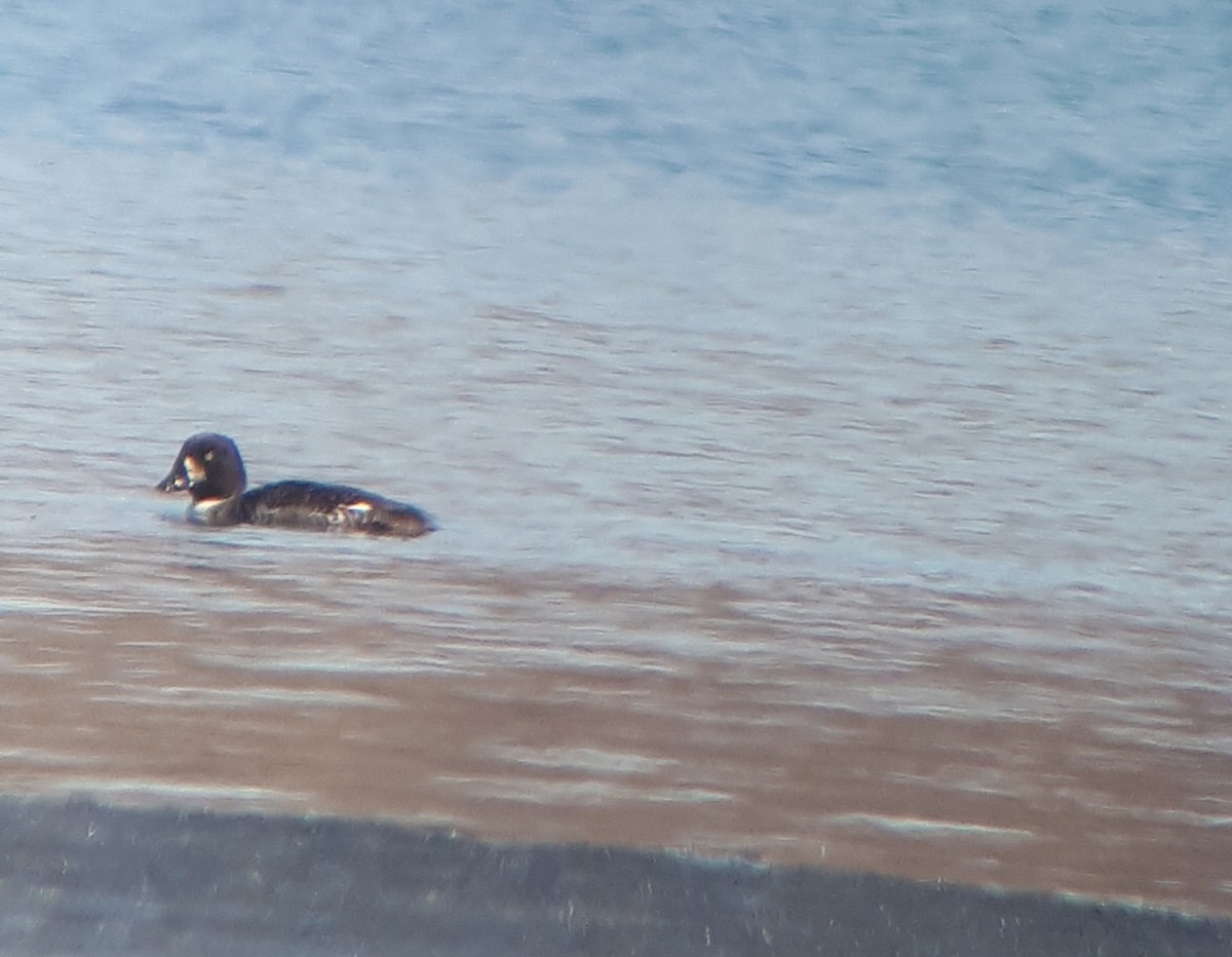 Barrow's Goldeneye - ML318640551