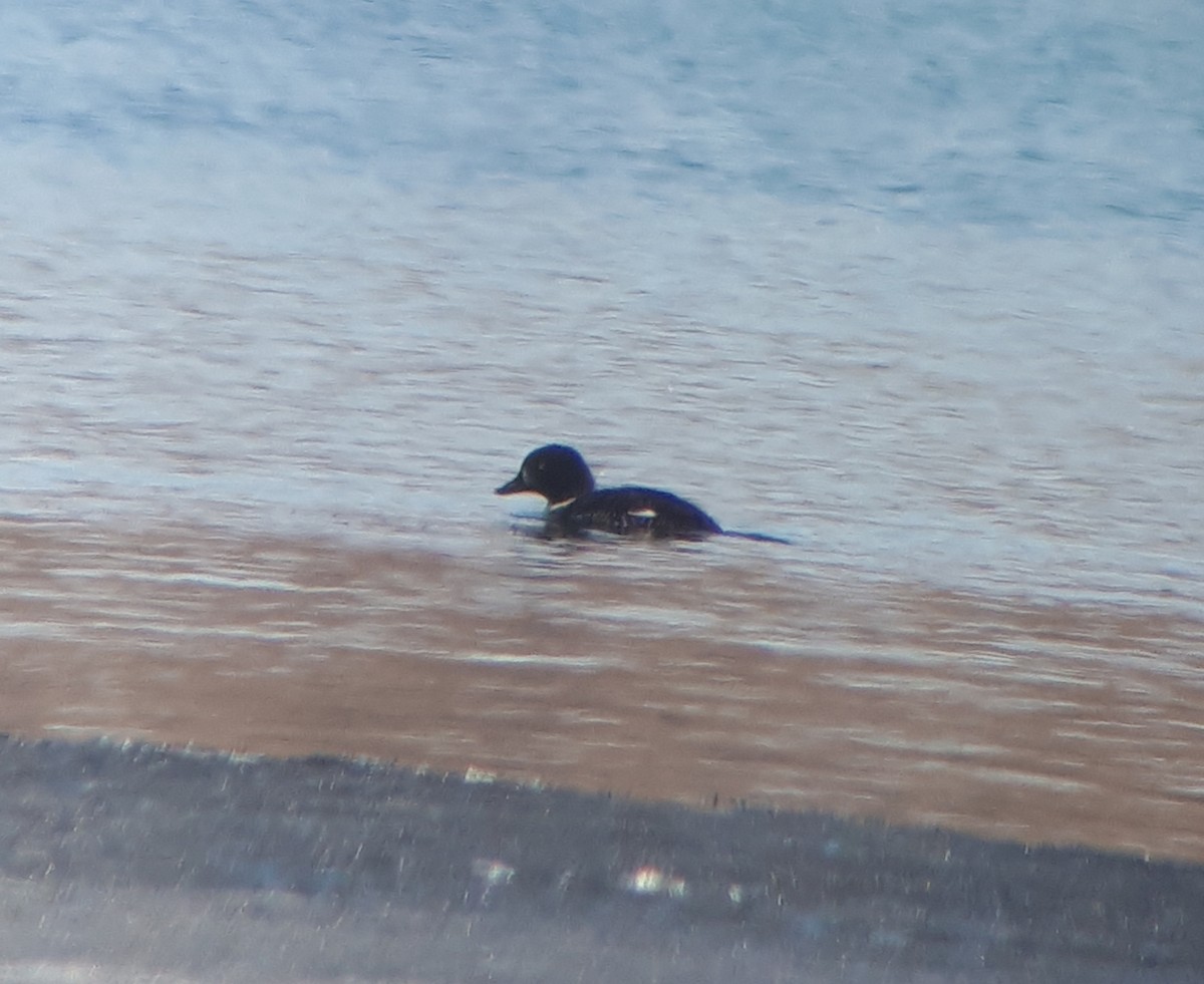 Barrow's Goldeneye - ML318640561