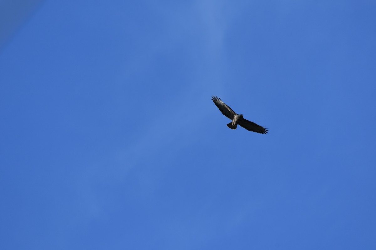 Common Buzzard - ML318640731