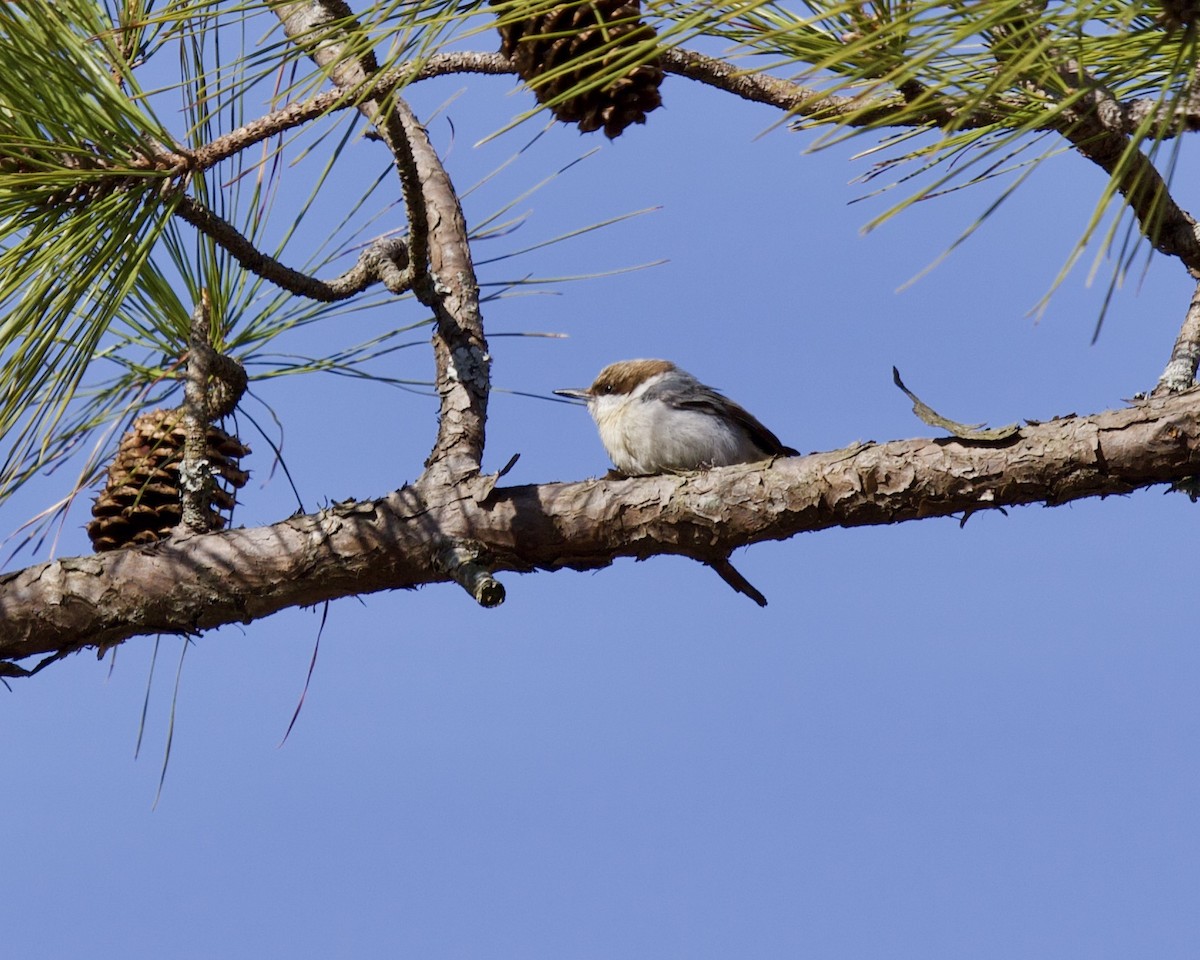 Brown-headed Nuthatch - Daniel S.