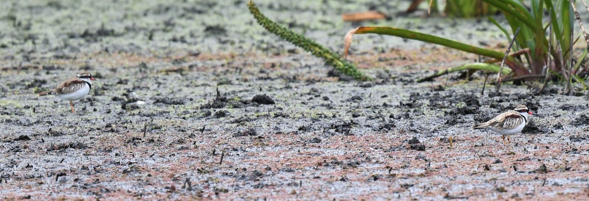 Black-fronted Dotterel - Robert Anderson