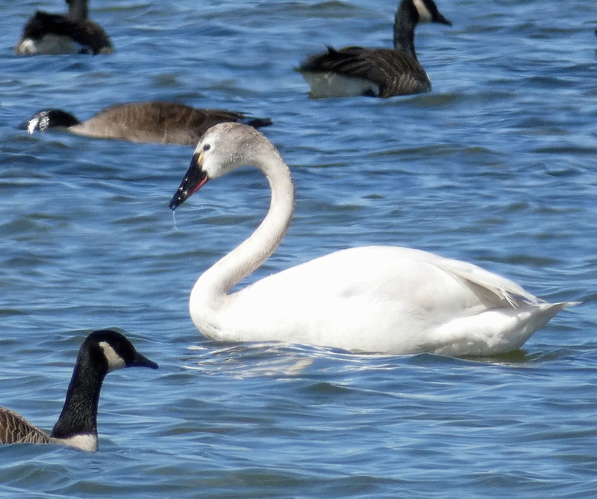 Tundra Swan - ML318642601