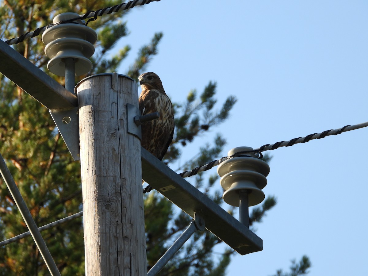 Rough-legged Hawk - ML318642941