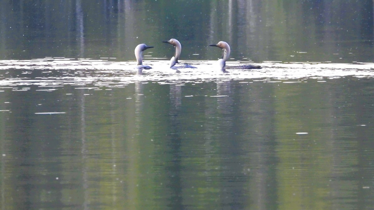 Arctic Loon - ML318642981