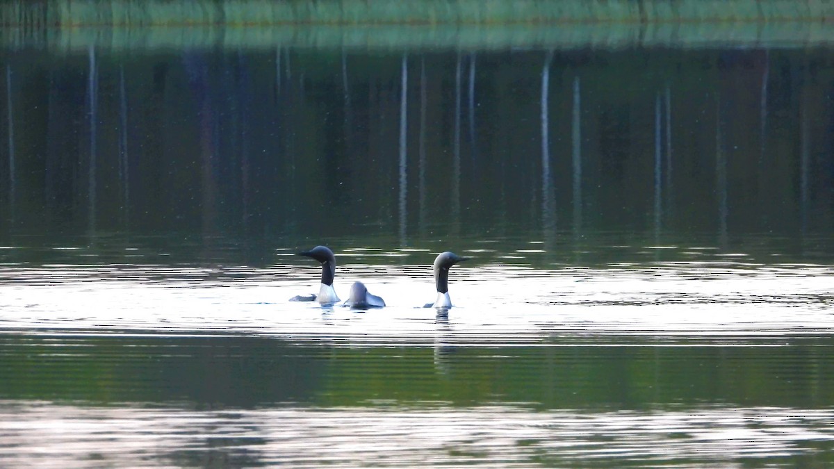 Arctic Loon - ML318643001