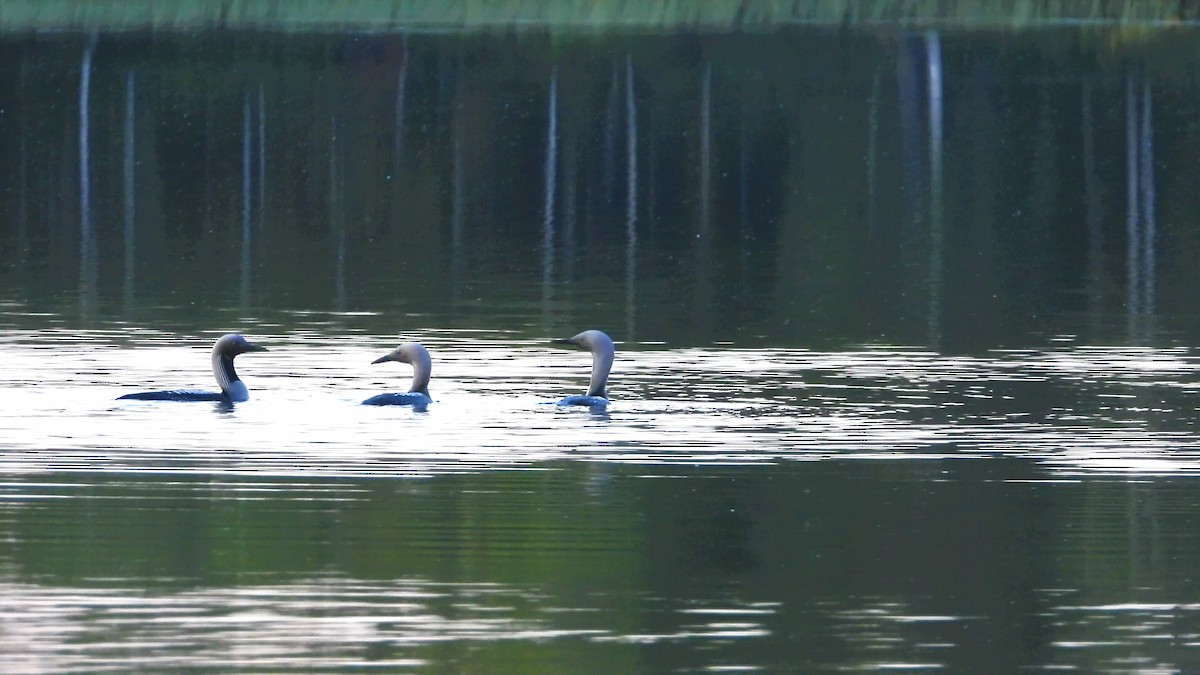 Arctic Loon - Francesco Barberini