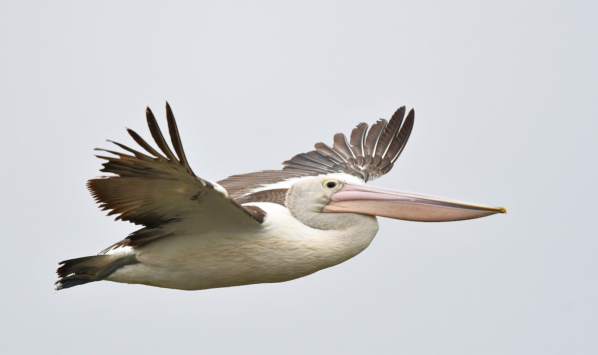 Australian Pelican - Robert Anderson