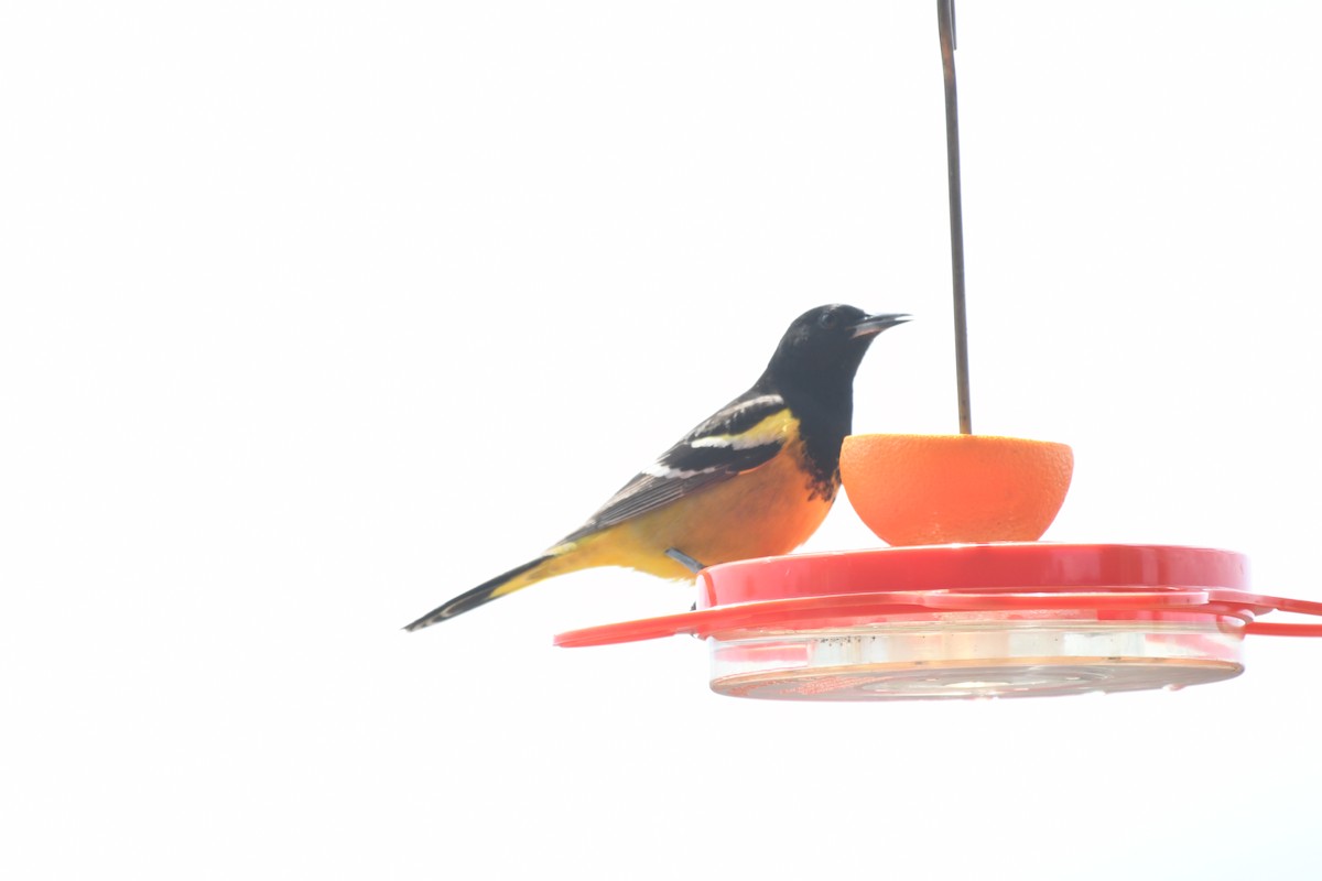 Scott's Oriole - ML318644721