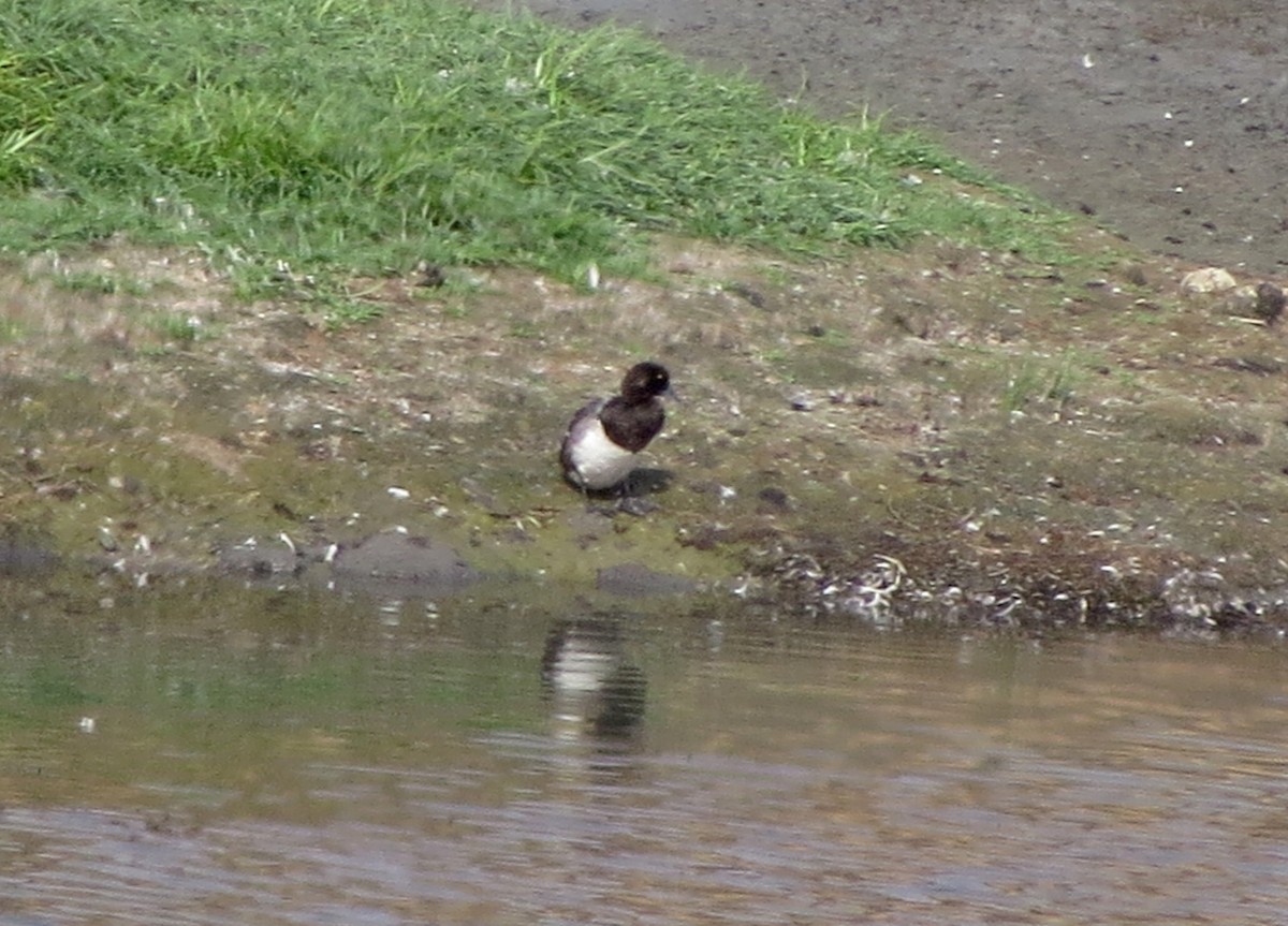 Greater Scaup - ML31864481