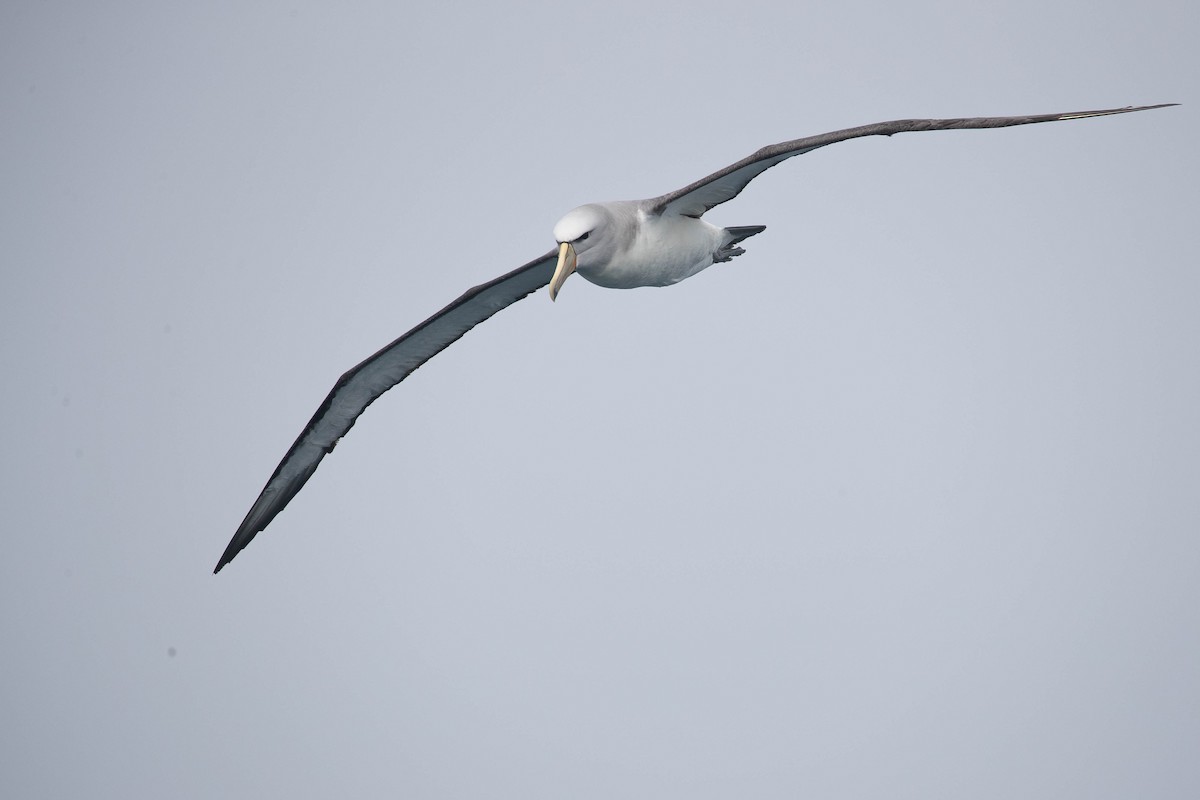 albatros snarský - ML318647301