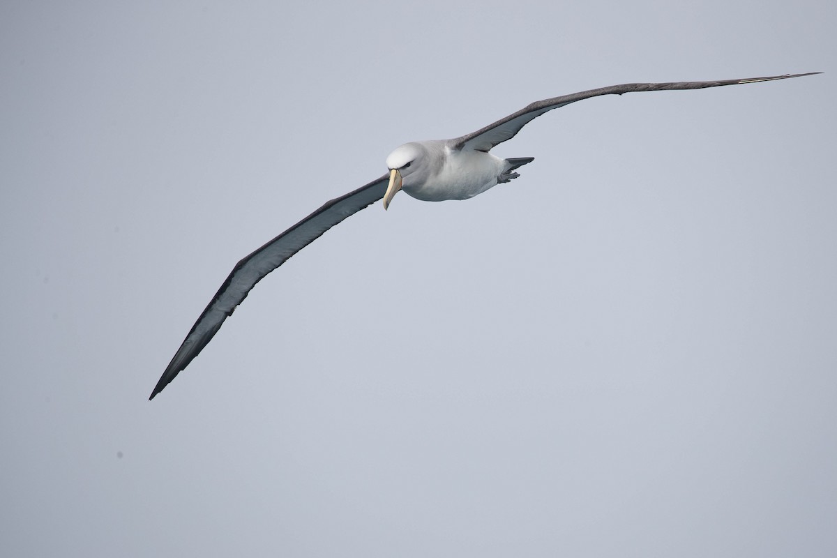 Salvin's Albatross - ML318647301