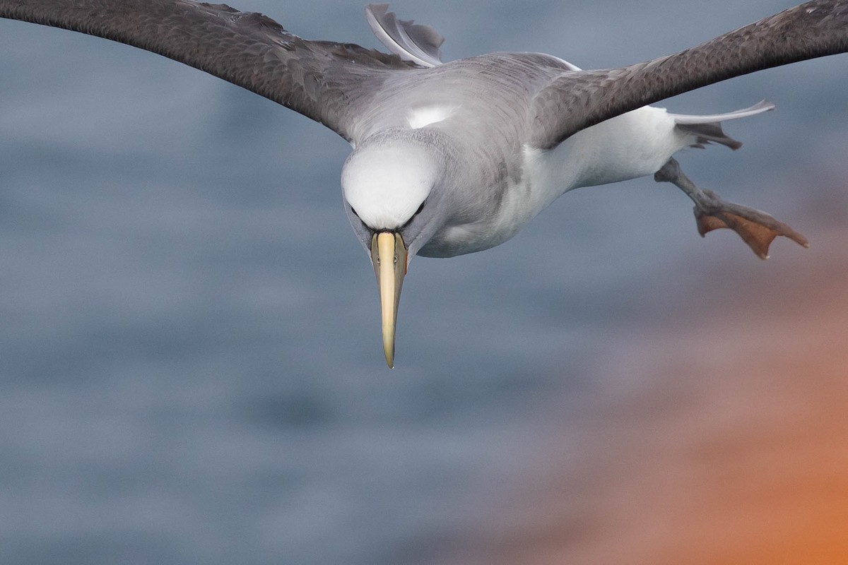 Salvin's Albatross - ML318647321