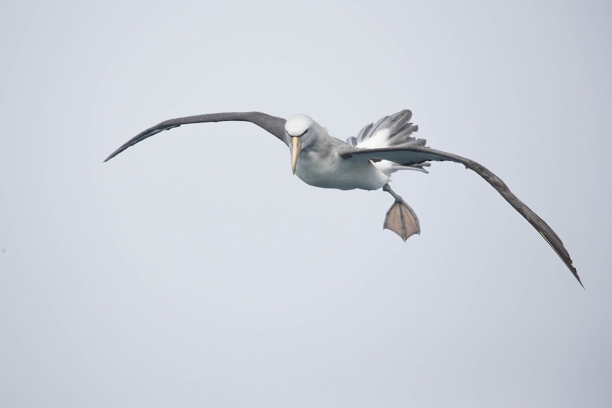 albatros snarský - ML318647331