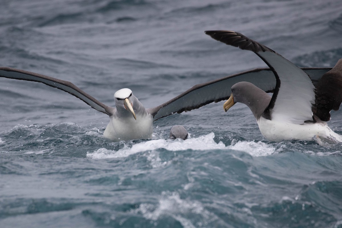 Salvin's Albatross - ML318647361